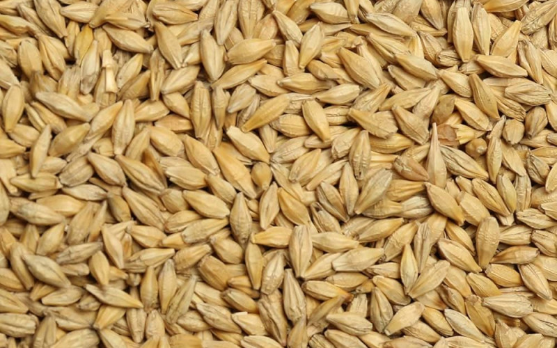 Barley Seeds